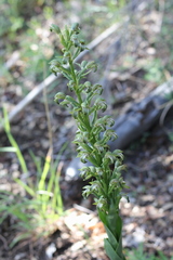 Chloraea cylindrostachya