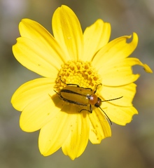 Nemognatha scutellaris