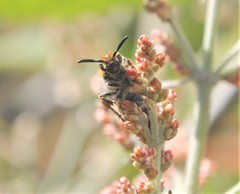 Xanthocampsomeris completa