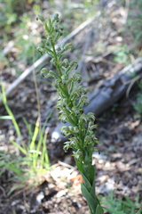 Chloraea cylindrostachya
