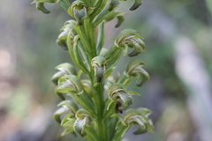 Chloraea cylindrostachya