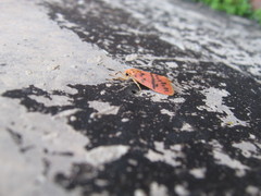 Miltochrista arcuata