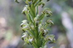 Chloraea cylindrostachya