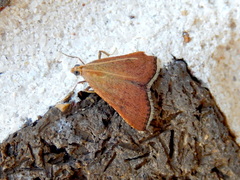 Endotricha dispergens