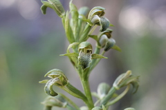 Chloraea cylindrostachya