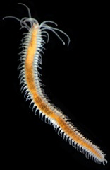 Epigamia noroi