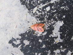 Miltochrista arcuata