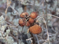 Rhopalomyia pomum
