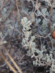 Rhopalomyia pomum