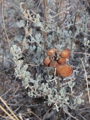Rhopalomyia pomum