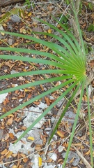Coccothrinax proctorii