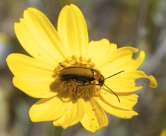 Nemognatha scutellaris