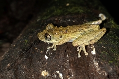 Scinax muriciensis