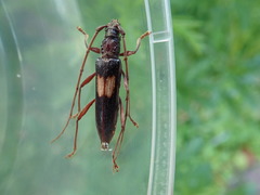 Epithora dorsalis