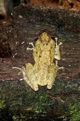 Scinax muriciensis