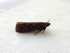 Cryptaspasma sordida