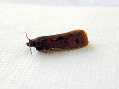 Cryptaspasma sordida