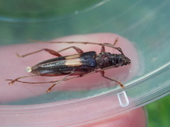 Epithora dorsalis