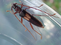 Epithora dorsalis