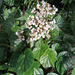 Begonia urophylla - Photo (c) Dick Culbert, osa oikeuksista pidätetään (CC BY)