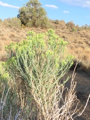 Ericameria nauseosa hololeuca