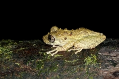 Scinax muriciensis