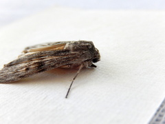 Capusa cuculloides