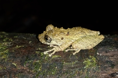 Scinax muriciensis