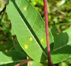 Puccinia smilacis
