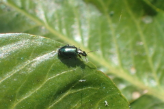 Lebia