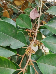 Chrysophyllum cainito