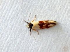 Antipterna trilicella