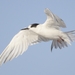 Typical Terns - Photo (c) Ian White, some rights reserved (CC BY-NC-SA)