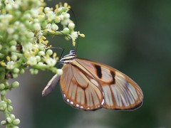 Athesis clearista