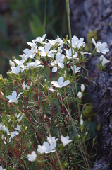 Leptosiphon floribundus glaber
