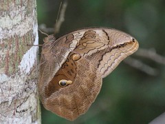 Eryphanis