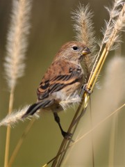 Catamenia