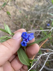 Billardiera heterophylla