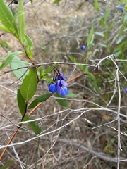 Billardiera heterophylla