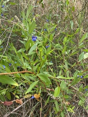 Billardiera heterophylla