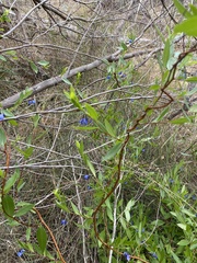 Billardiera heterophylla