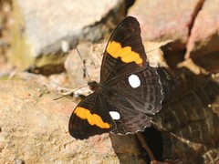 Adelpha leucophthalma