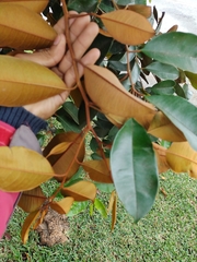 Chrysophyllum cainito