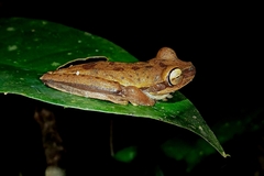 Boana freicanecae