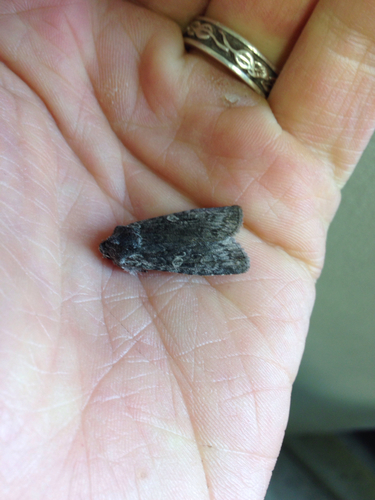 Grote's Pinion photo 5