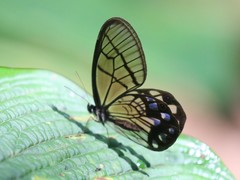 Pseudohaetera mimica