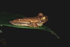 Boana freicanecae
