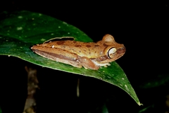 Boana freicanecae