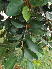 Chrysophyllum cainito