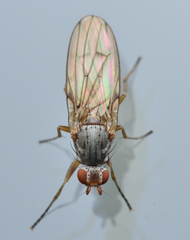 Tephrochlamys flavipes
